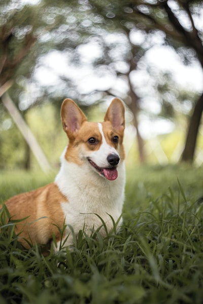 白天绿色草地上的棕色和白色柯基犬